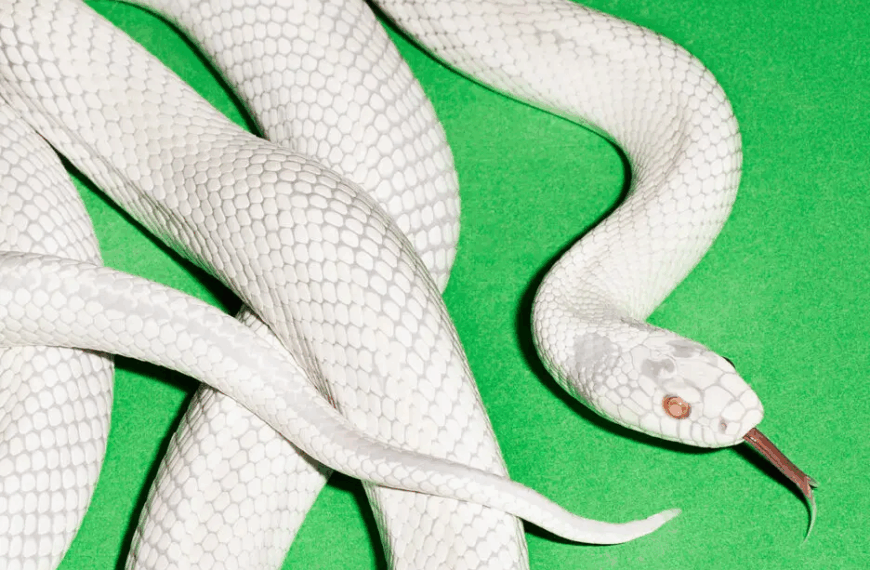 Fragmentos do universo sonoro do Deftones em “private music”